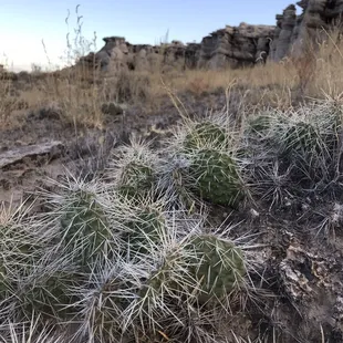 Little baby prickly pears