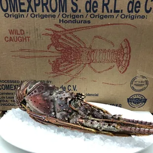 Raw Whole Lobster (Langosta Entero Crudo)