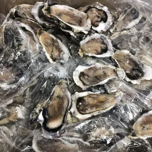 Frozen half Shell Oyster (Ostras congeladas de media concha)