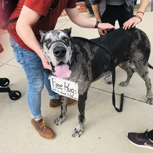 Plaza District:  7 Apr 2019: The Plaza District lovable, sweet, Great Dane, Watson