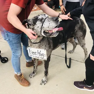 Plaza District:  7 Apr 2019: The Plaza District lovable, sweet, Great Dane, Watson