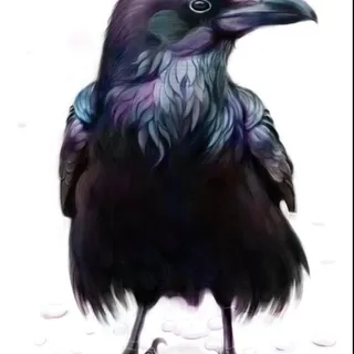 Lil Birdie N.