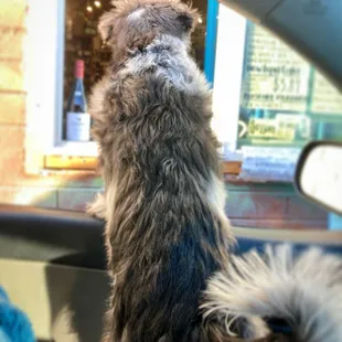 Free doggie treats if you bring your pup(s)