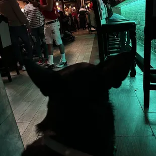 Shadow dog about it!