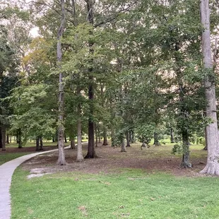 Another view of the paved walking path through the wooded area