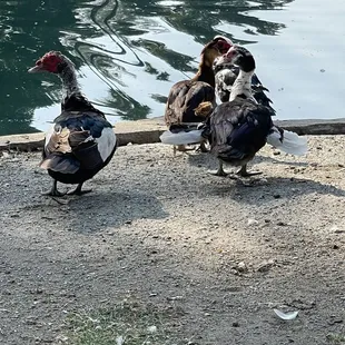 Ducks around the pond
