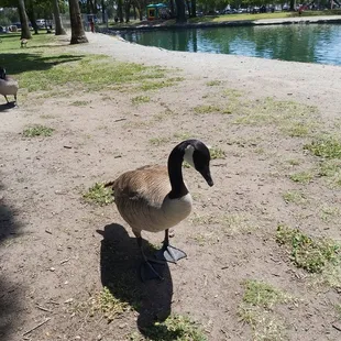 Goose