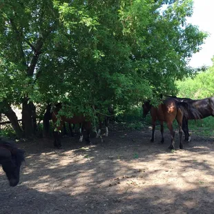 Sweet Amish horses behind the house