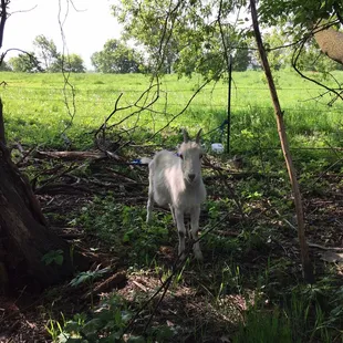 Explore behind the house while waiting, there are some fun Amish animals to enjoy