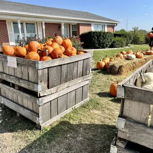 Pumpkins for sale