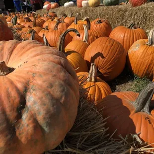 Pumpkins for sale