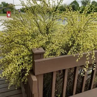 Does anyone know what type of flowers there are?
