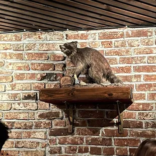 Lots of interesting taxidermy