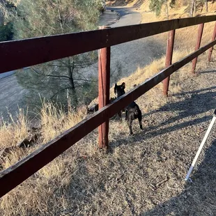 Pet friendly. Lookout from Lot 126