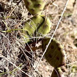 Prickly pear cactus 4-2022