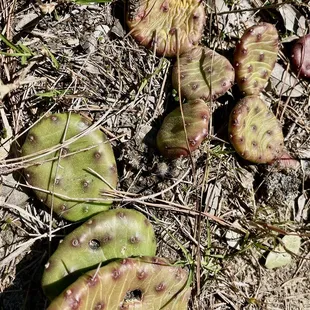 4/2022 prickly pear cactus. Had no idea they are native to here