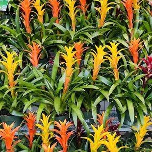 a variety of tropical plants