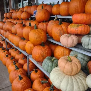 rows of pumpkins and squash