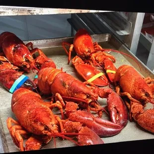 lobsters in a display case