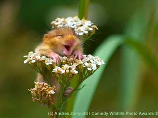 Koehring's Grand Central House