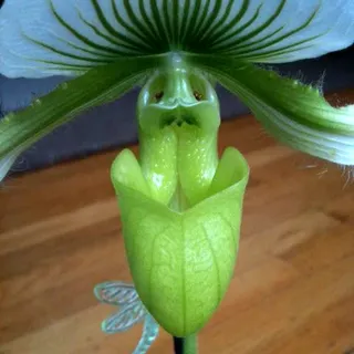 Sil M.