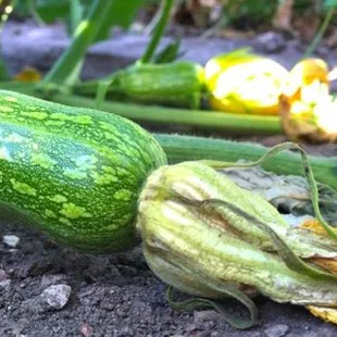 Baby Honeynut Squash for Fall pizzas.