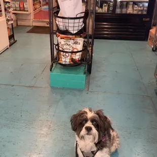 Dog friendly!