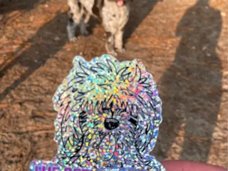 Mary's Paws Park