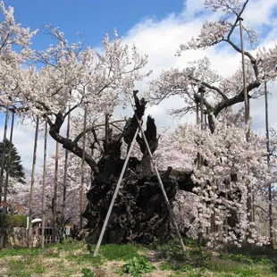 Jindai-Zakura.Est.to be from 1,800,to 2,000 yrs.old in Japan.