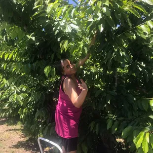 Kimmy,picking cherries at Podesta Farms! Fun fun fun!