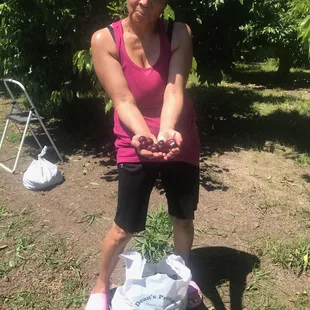 This is Kimmy,picking cherries at Podesta Farms! Yo!