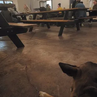 Our puppy chillin in the patio.