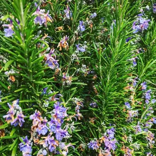 a bush of rosemary with purple flowers