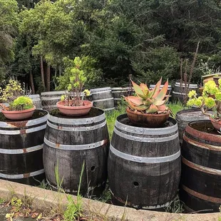 a variety of potted plants