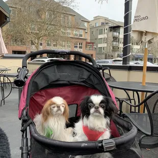 Dog friendly patio!