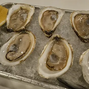 Oysters