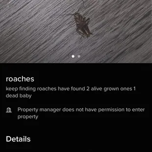 more roach complaints