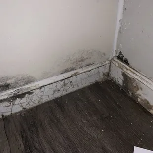 black mold the 2nd time