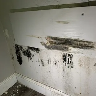 black mold