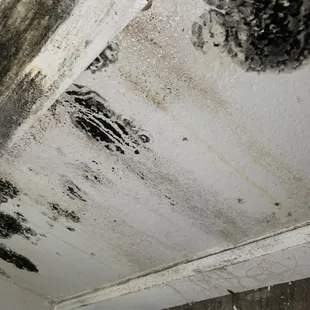black mold