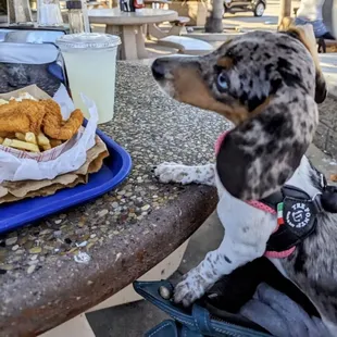 Protecting my fish and chips from the pigeons