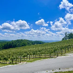 Vineyards upon approach.