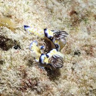 imperial nudibranch