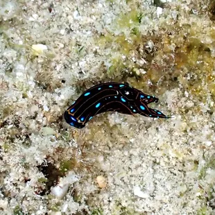 spotted swallowtail slug