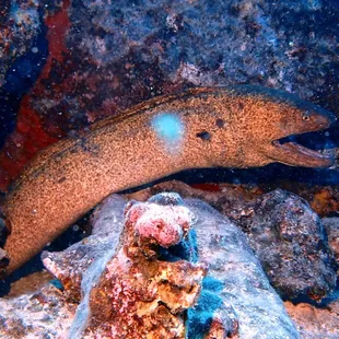 yellowhead moray
