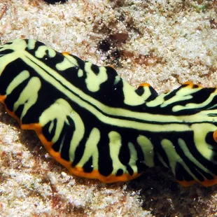 tiger flat worm