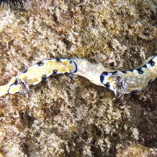 imperial nudibranch