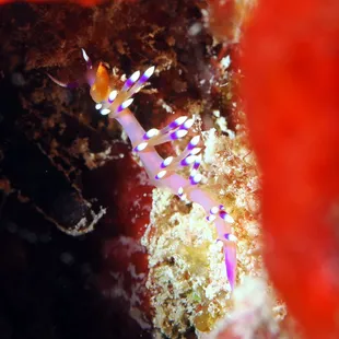 desirable nudibranch