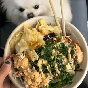 Urban Salad bowl with spicy salmon, crab meat, extra ginger.