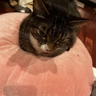 Chloe H.